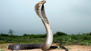 Snake scam