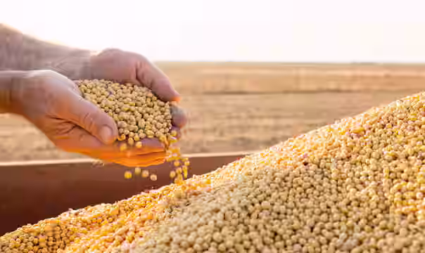 Soybean Beej