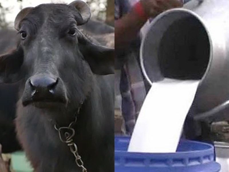MP Buffalo Scam