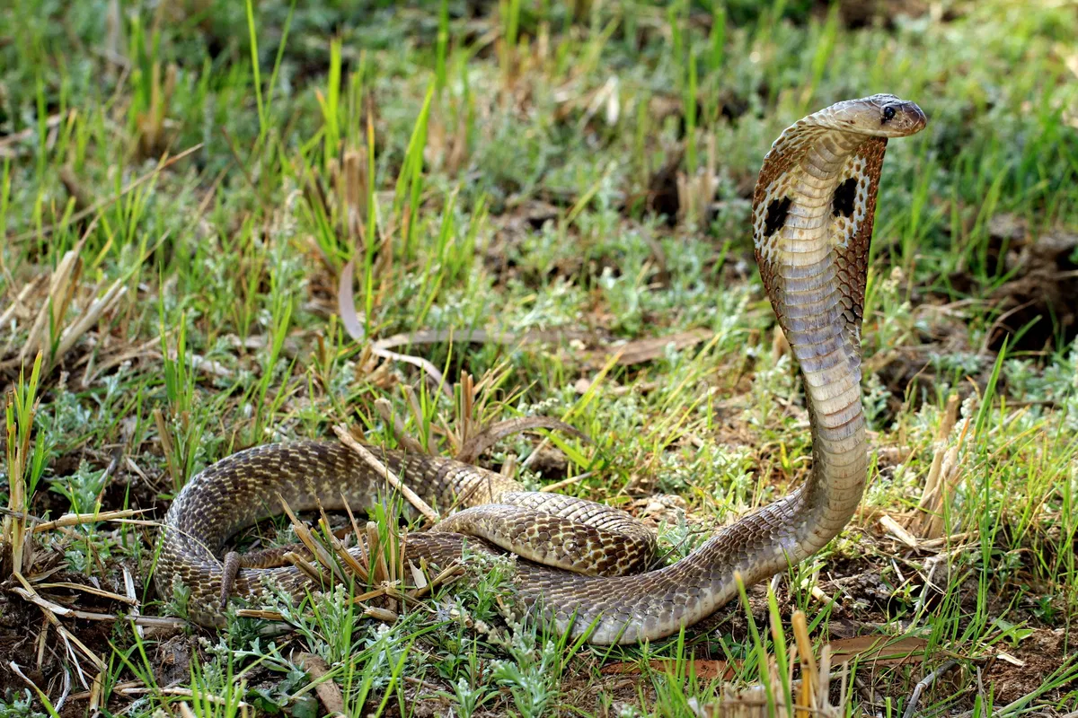 Snake Bite in Mp