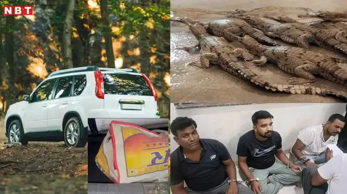 Wildlife Smuggling