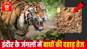 इंदौर के जंगलों में बाघों की दहाड़ तेज