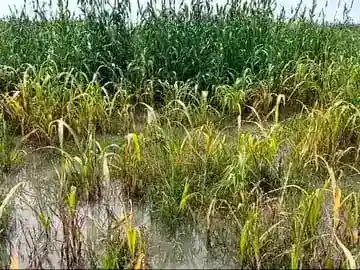 MP में कुदरत की मार : बेमौसम बारिश और ओलों से फसलें बर्बाद