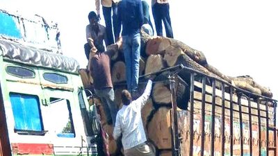 इंदौर लकड़ी मंडी में ‘कबूतर टीपी’ का खेल, राज्यस्तरीय कार्रवाई के बाद बड़े रैकेट के खुलासे पर टिकी नजरें!