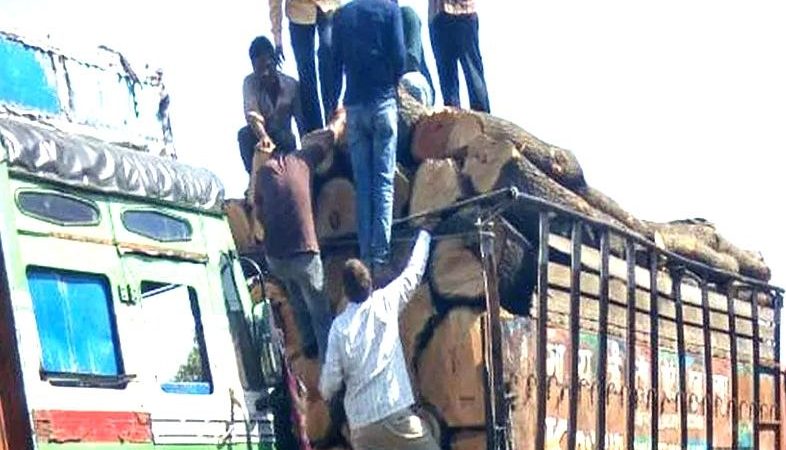 इंदौर लकड़ी मंडी में ‘कबूतर टीपी’ का खेल, राज्यस्तरीय कार्रवाई के बाद बड़े रैकेट के खुलासे पर टिकी नजरें!