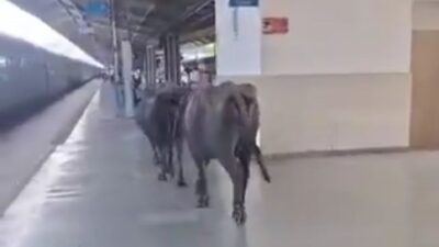 450 करोड़ के ‘वर्ल्ड क्लास’ रानी कमलापति स्टेशन पर घूमती दिखीं भैंसें, प्लेटफॉर्म पर गोबर से उठे सुरक्षा और व्यवस्था पर सवाल
