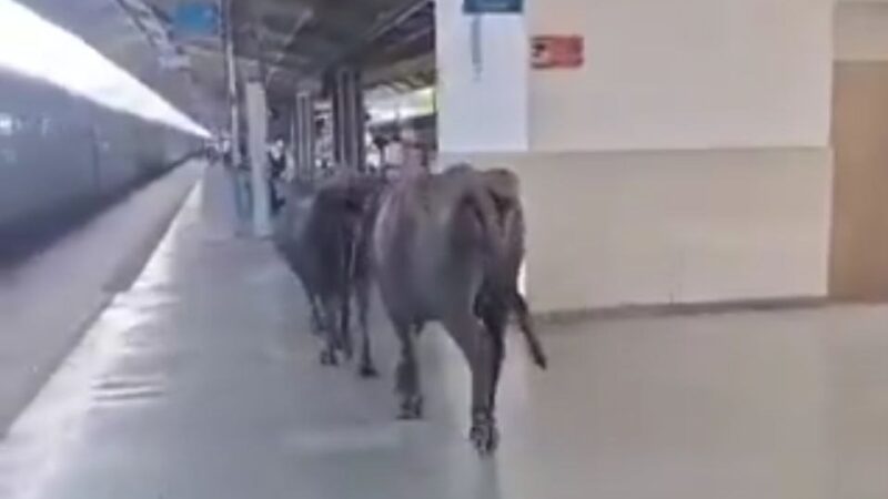 450 करोड़ के ‘वर्ल्ड क्लास’ रानी कमलापति स्टेशन पर घूमती दिखीं भैंसें, प्लेटफॉर्म पर गोबर से उठे सुरक्षा और व्यवस्था पर सवाल